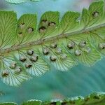 Dryopteris wallichiana ശീലം