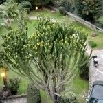 Euphorbia murielii List