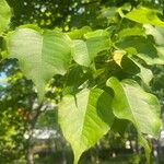 Pyrus ussuriensis Leaf