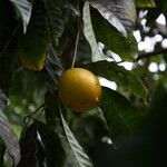 Pouteria caimito Fruit