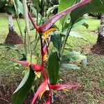 Heliconia collinsiana Flor