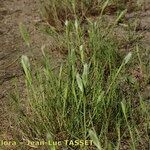 Polypogon maritimus Vekstform