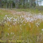 Trichophorum alpinum Habit