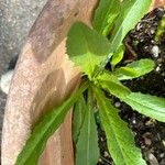 Cichorium intybusLeaf