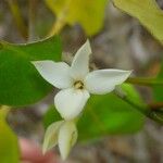 Atractocarpus pancherianus Flower