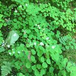 Thalictrum mirabile Habit