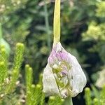 Allium porrum