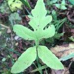 Onoclea sensibilis Leaf