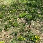 Adonis vernalis Habit