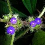 Miconia crenulata Fruit