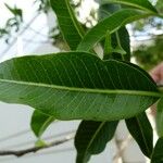 Tabernaemontana persicariifolia Leaf