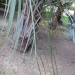 Butia capitata पत्ता