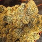 Mammillaria elongata Облик