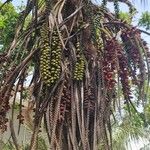 Howea belmoreana Tunda