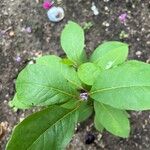 Asclepias purpurascensBlatt