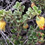 Darwinia virescens Hábito