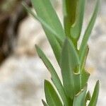 Linum strictum Leaf