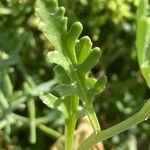 Cakile maritima 葉