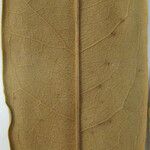 Spirotropis longifolia Otro