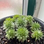 Sempervivum globiferum Folla