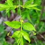 Euonymus verrucosus кора