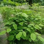 Aralia racemosa Levél