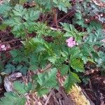 Geranium robertianumKukka