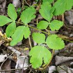 Thapsia nestleri Blatt