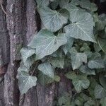 Hedera helix Leaf