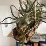 Tillandsia bulbosa Liść