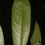Guatteria tomentosa Frunză