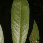 Guatteria tomentosa Leaf