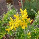 Genista canariensis Flor