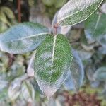 Elaeagnus × submacrophylla Hoja