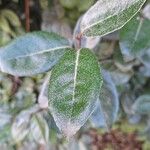 Elaeagnus × submacrophylla Folio