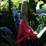 Aechmea mariae-reginae Bloem