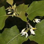 Solanum torvum Blomst