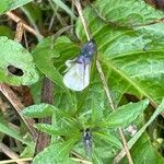 Viola arvensis Blatt