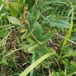 Lysimachia punctata Leaf