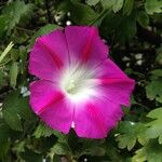 Ipomoea purpurea 花
