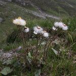 Petasites paradoxus Bloem