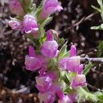 Antirrhinum hispanicum Lorea