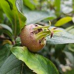 Crataegus germanica ഫലം