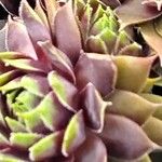 Sempervivum calcareum Blad