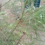 Allocasuarina torulosa Blad