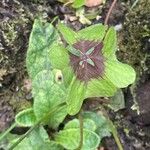 Oxalis tetraphylla Лист