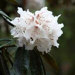 Rhododendron pachytrichum Λουλούδι