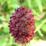 Sanguisorba officinalis Flor