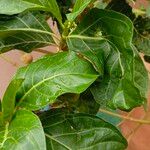 Morinda citrifolia List