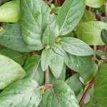 Lonicera japonica Leaf